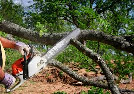 How Our Tree Care Process Works  in Oceanside, CA